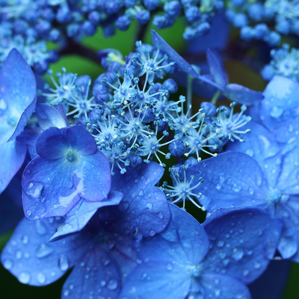 Обои цветы, макро, капли, соцветие, гортензия, flowers, macro, drops, inflorescence, hydrangea разрешение 2048x1365 Загрузить