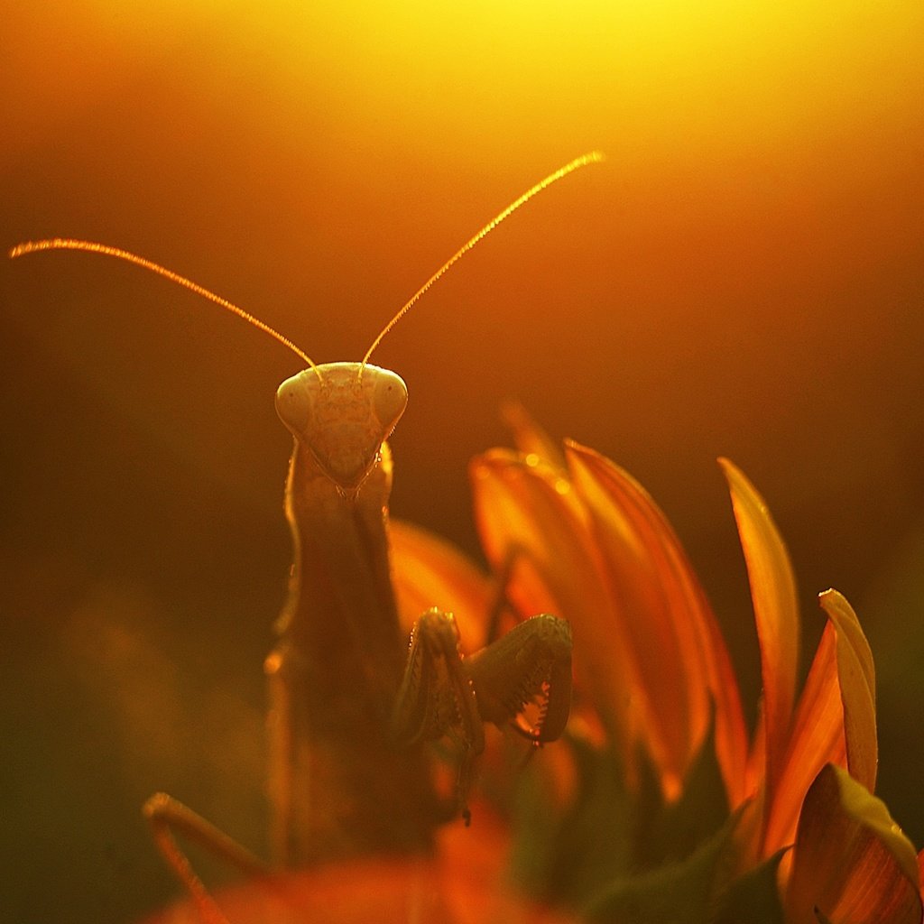 Обои солнце, макро, насекомое, лучи, цветок, растение, богомол, the sun, macro, insect, rays, flower, plant, mantis разрешение 1928x1277 Загрузить