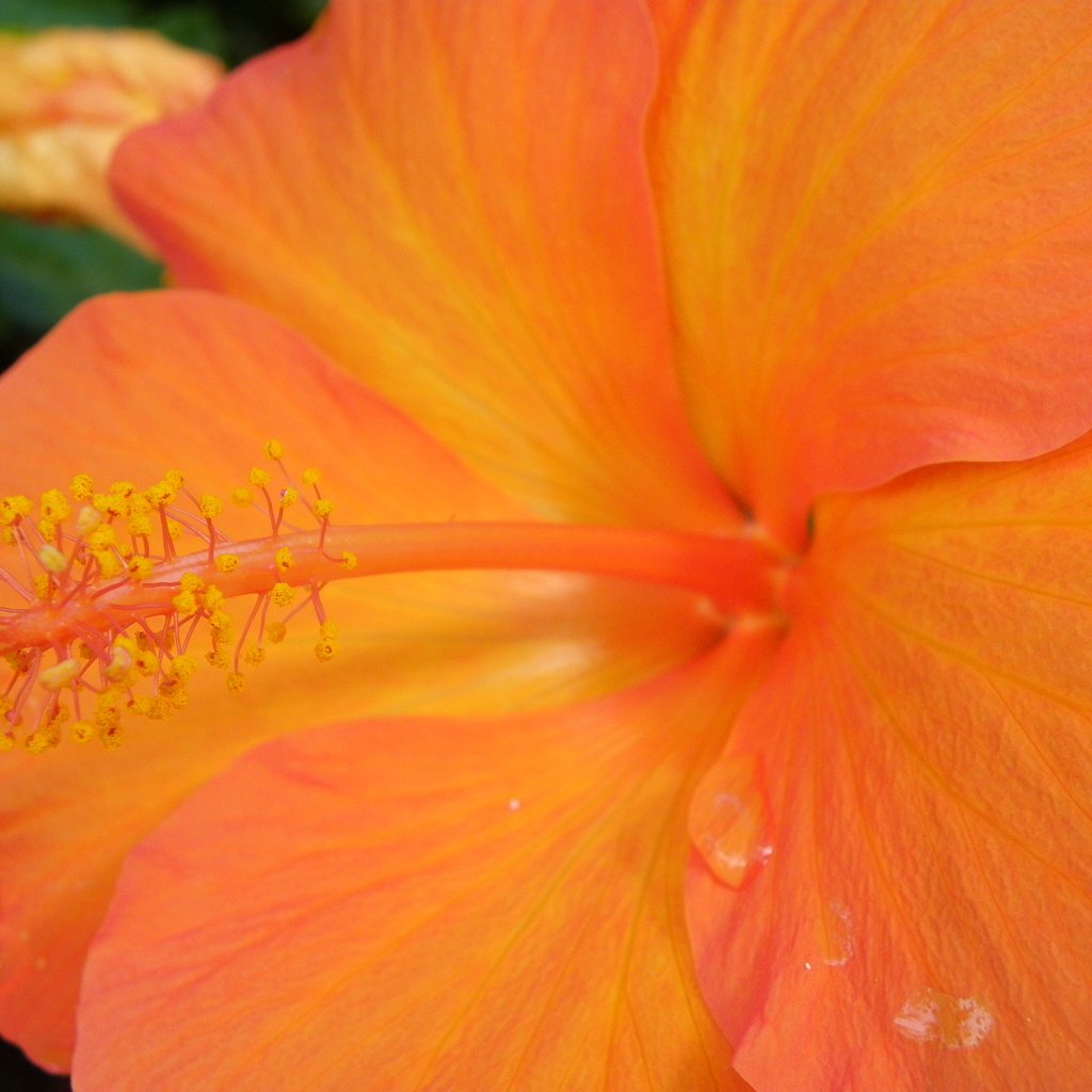 Обои желтый, макро, цветок, капли, гибискус, yellow, macro, flower, drops, hibiscus разрешение 4000x3000 Загрузить