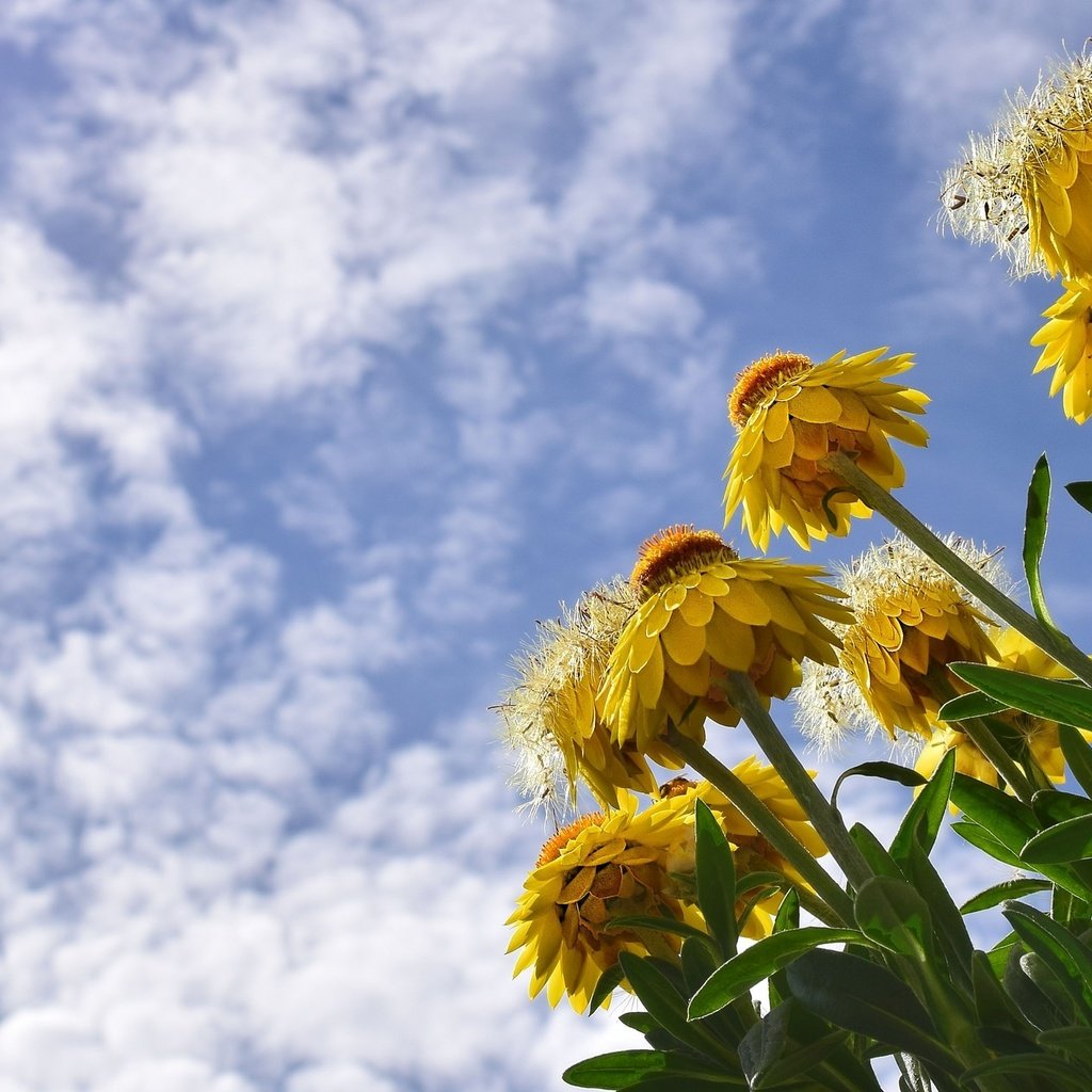 Обои небо, цветы, облака, желтый, полевой, сухоцвет, бессмертник, the sky, flowers, clouds, yellow, field, the dried flowers, helichrysum разрешение 2048x1261 Загрузить