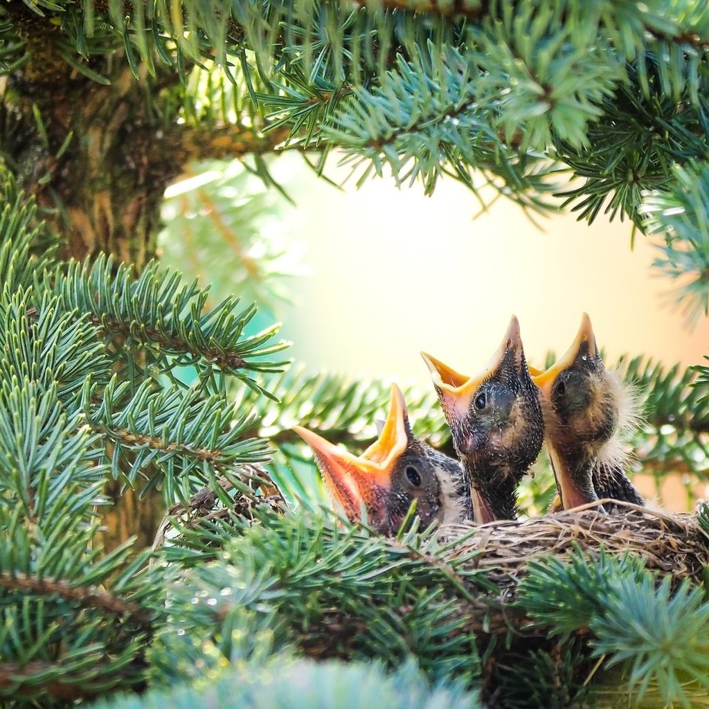 Обои птицы, ель, птенцы, гнездо, еловая ветка, birds, spruce, chicks, socket, spruce branch разрешение 2048x1152 Загрузить