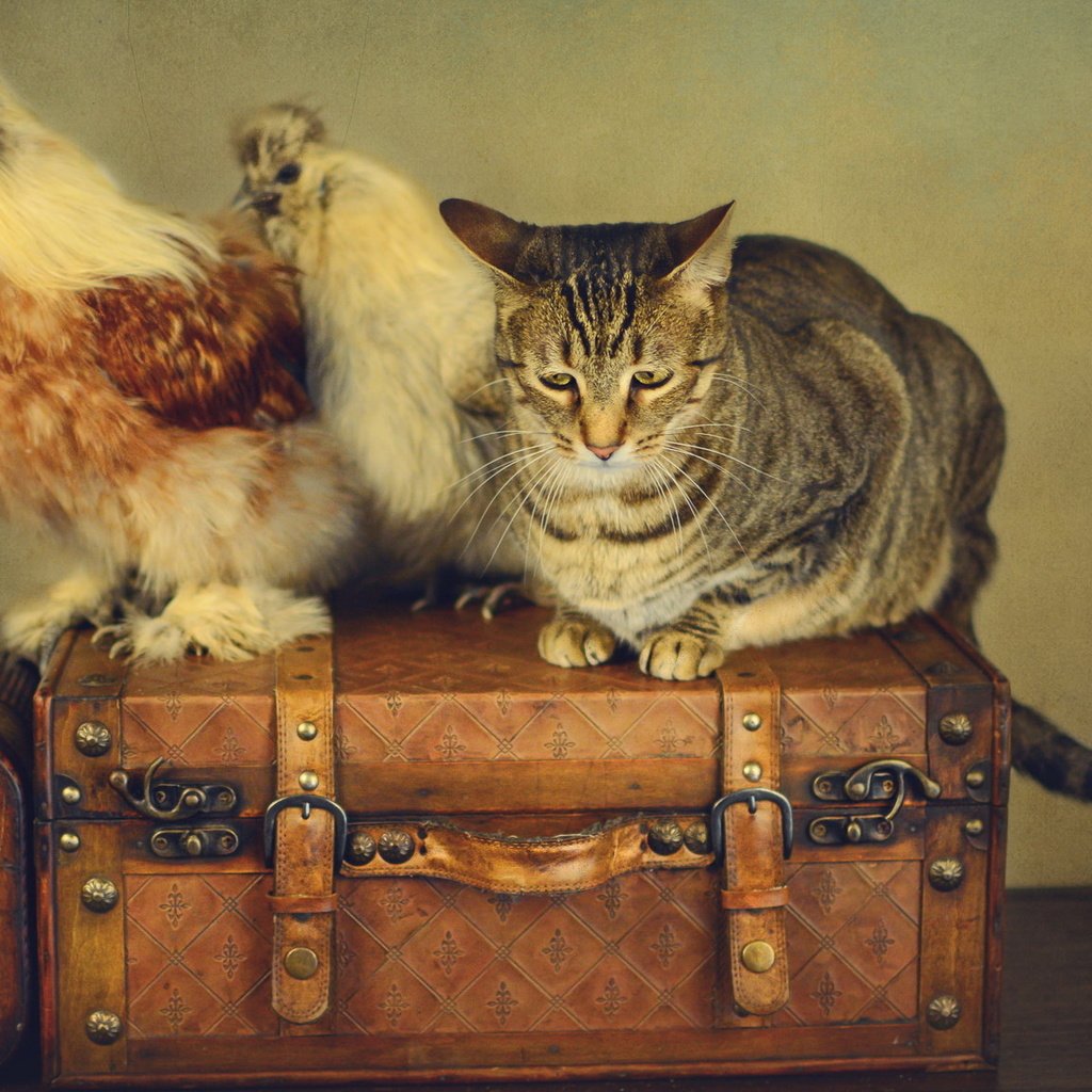 Обои стиль, кот, ретро, кошка, чемоданы, вентилятор, куры, style, cat, retro, suitcases, fan, chickens разрешение 2048x1152 Загрузить