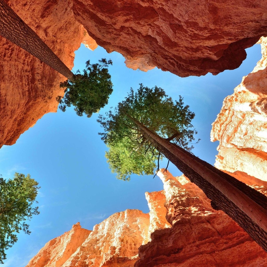 Обои небо, деревья, скалы, каньон, ущелье, кроны, верхушки, the sky, trees, rocks, canyon, gorge, crown, the top разрешение 4320x2482 Загрузить