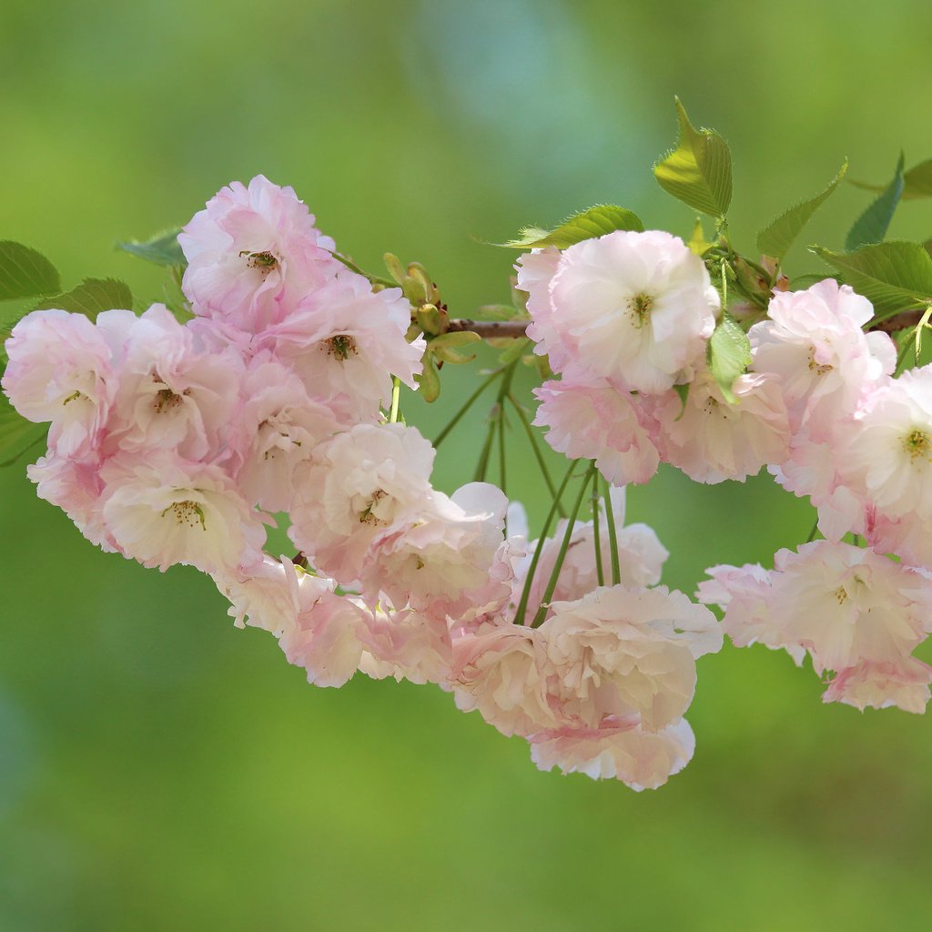 Обои ветка, цветение, макро, фон, вишня, сакура, цветки, branch, flowering, macro, background, cherry, sakura, flowers разрешение 2048x1365 Загрузить