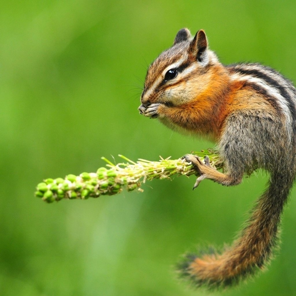 Обои ветка, фон, цветок, белка, бурундук, branch, background, flower, protein, chipmunk разрешение 1920x1080 Загрузить