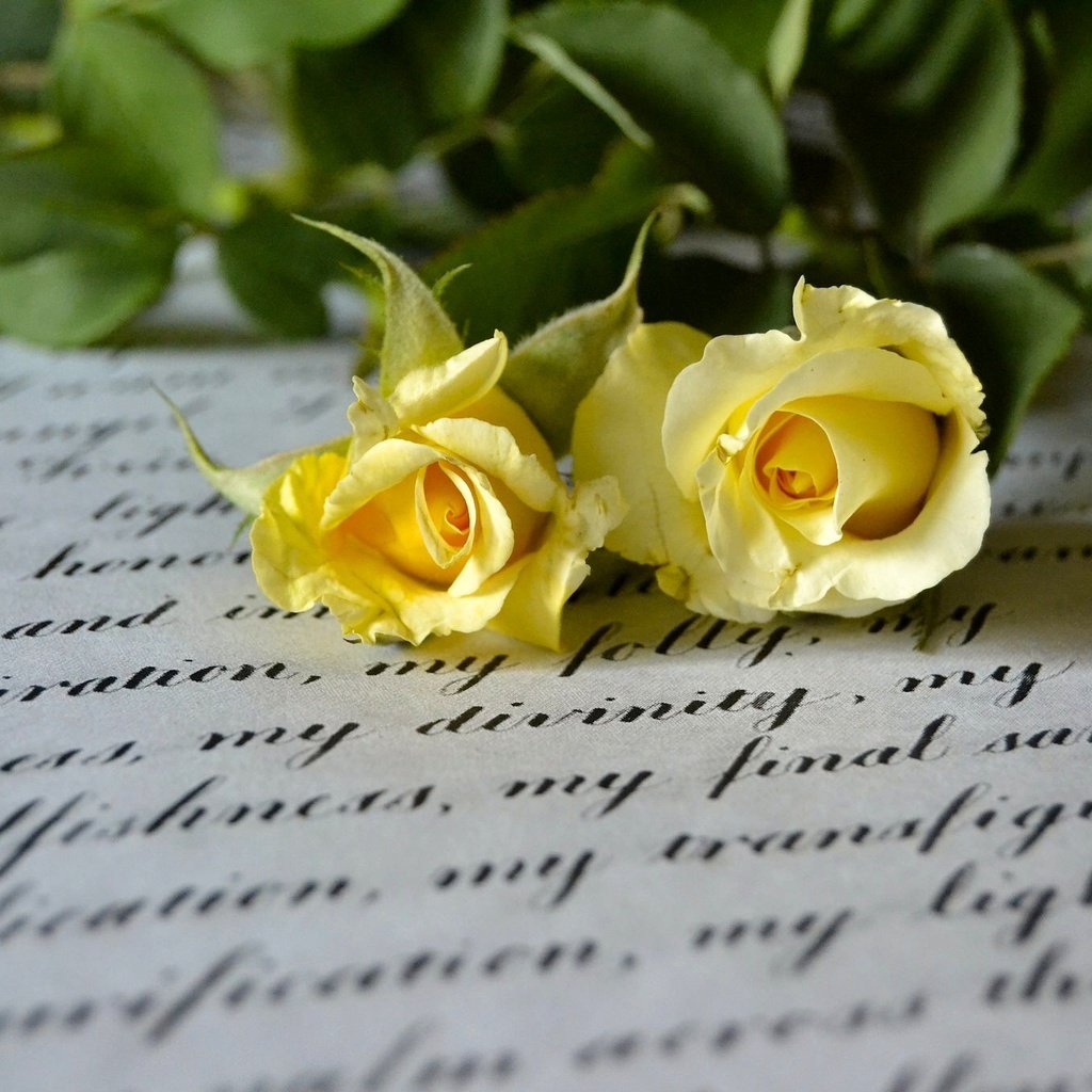 Обои стиль, макро, розы, письмо, дуэт, жёлтые розы, style, macro, roses, letter, duo, yellow roses разрешение 2048x1365 Загрузить