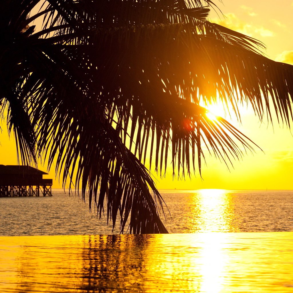 Обои закат, бассейн, океан, пальма, курорт, sunset, pool, the ocean, palma, resort разрешение 3840x2160 Загрузить