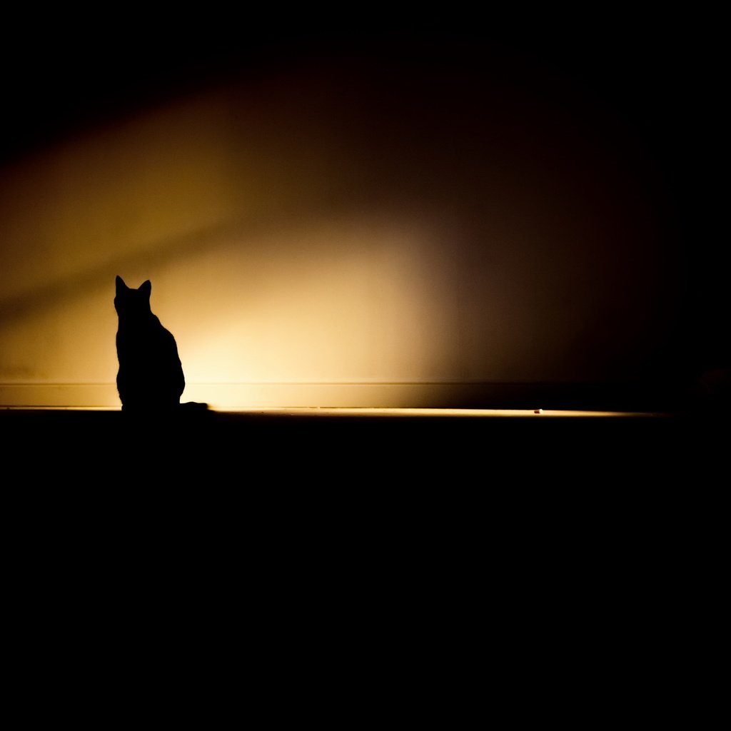 Обои свет, кошка, тень, комната, light, cat, shadow, room разрешение 2048x1365 Загрузить