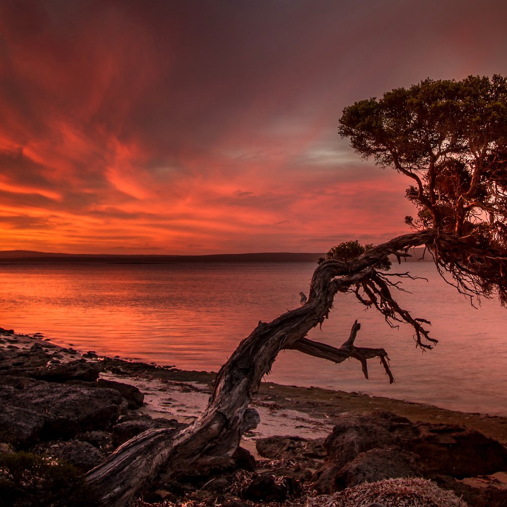 Обои озеро, дерево, берег, закат, зарево, lake, tree, shore, sunset, glow разрешение 2048x1137 Загрузить