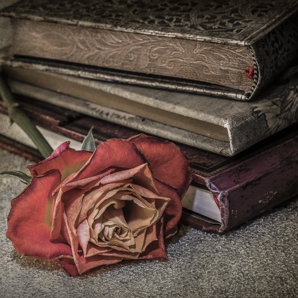 Обои фон, роза, книги, background, rose, books разрешение 2560x1696 Загрузить