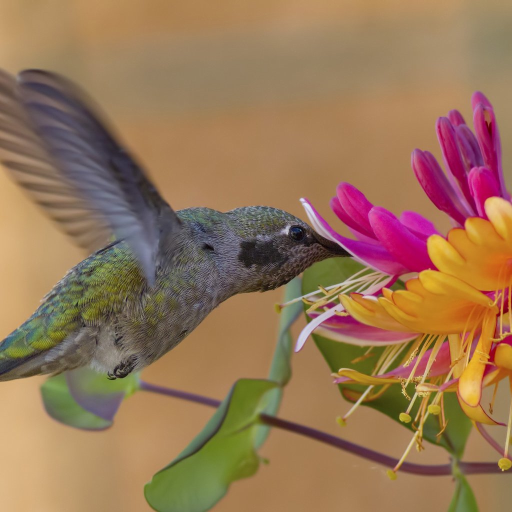 Обои цветок, крылья, птица, колибри, жимолость, калипта анны, flower, wings, bird, hummingbird, honeysuckle, calypte anna разрешение 2048x1117 Загрузить