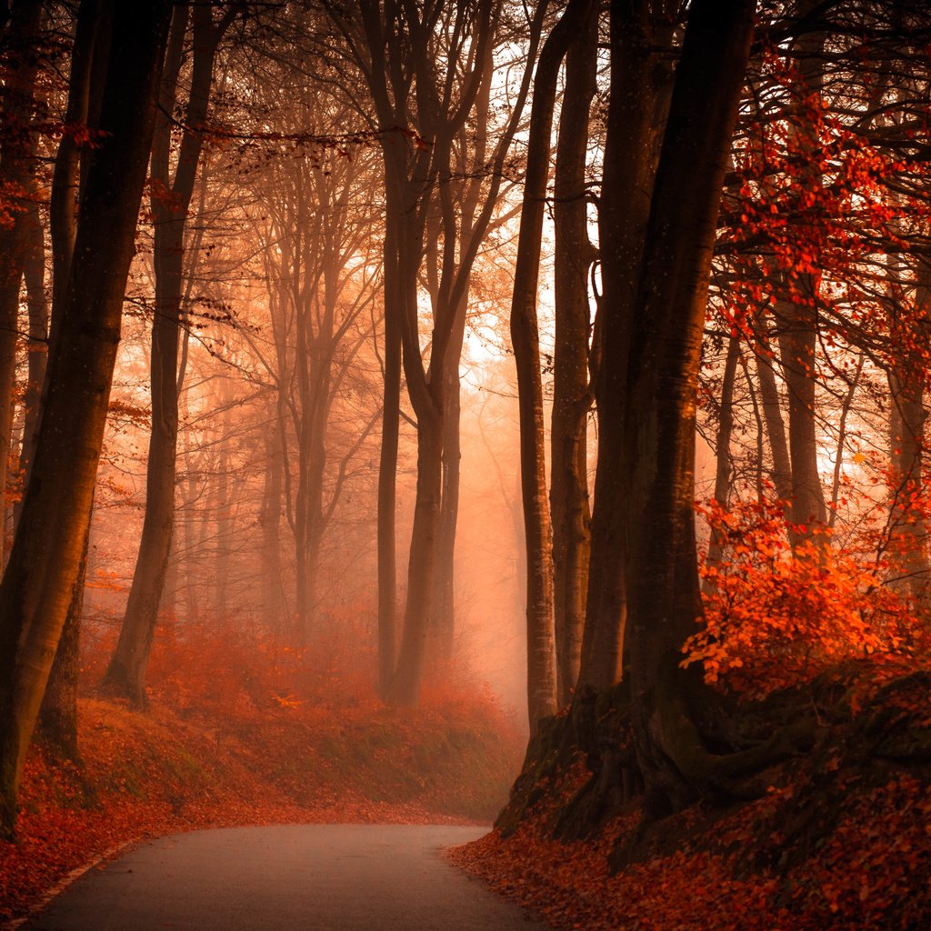 Обои дорога, лес, туман, осень, road, forest, fog, autumn разрешение 6850x3562 Загрузить