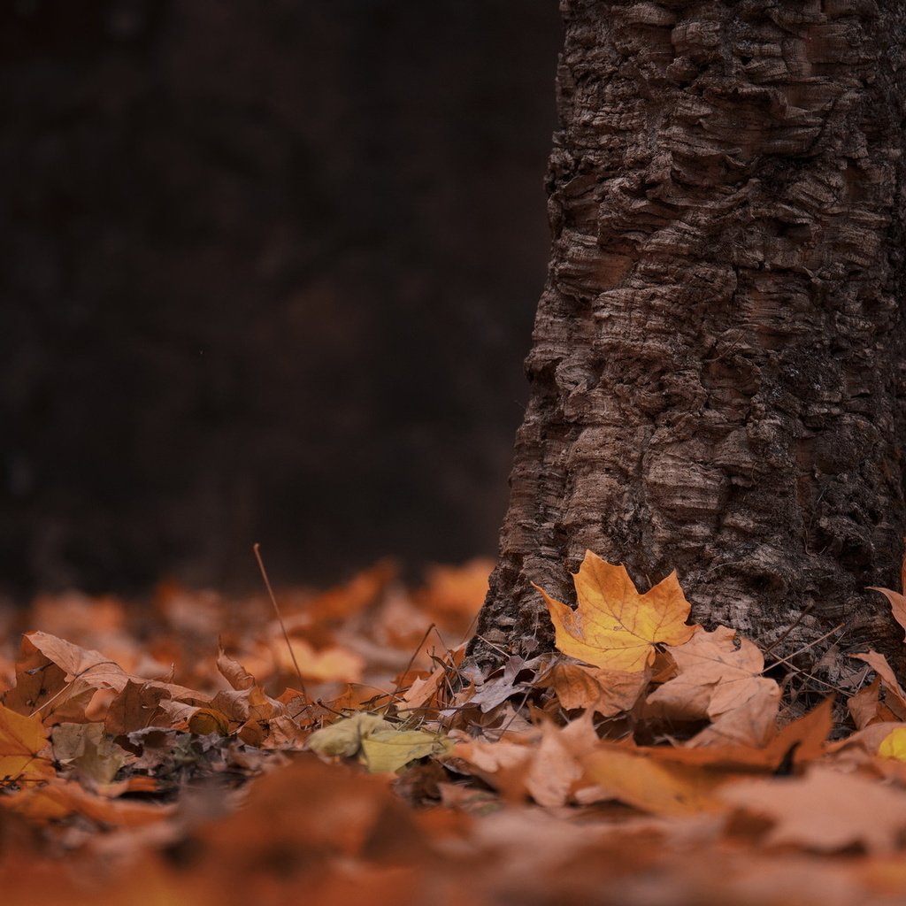 Обои дерево, листья, осень, tree, leaves, autumn разрешение 1920x1195 Загрузить