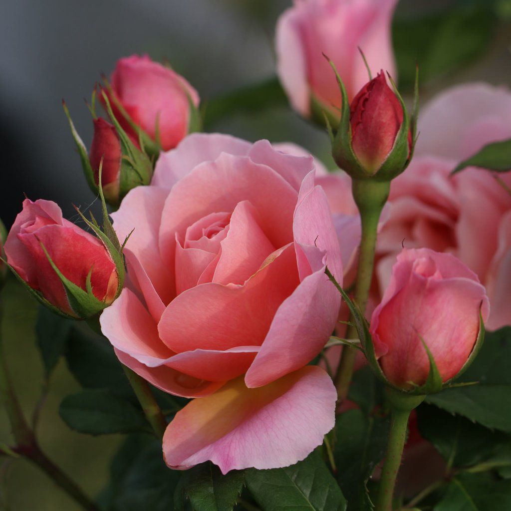Обои розы, розовые, куст, roses, pink, bush разрешение 2048x1365 Загрузить