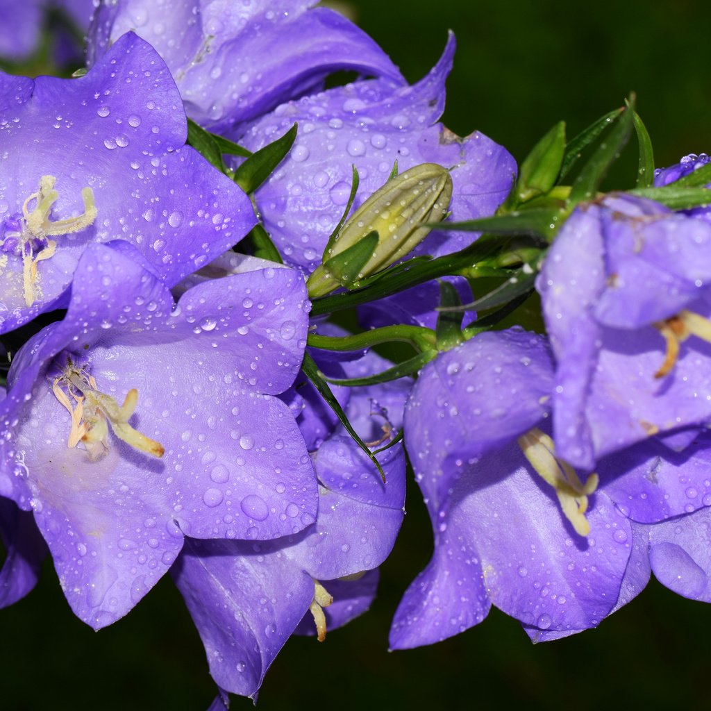 Обои макро, капли, колокольчики, macro, drops, bells разрешение 2048x1365 Загрузить