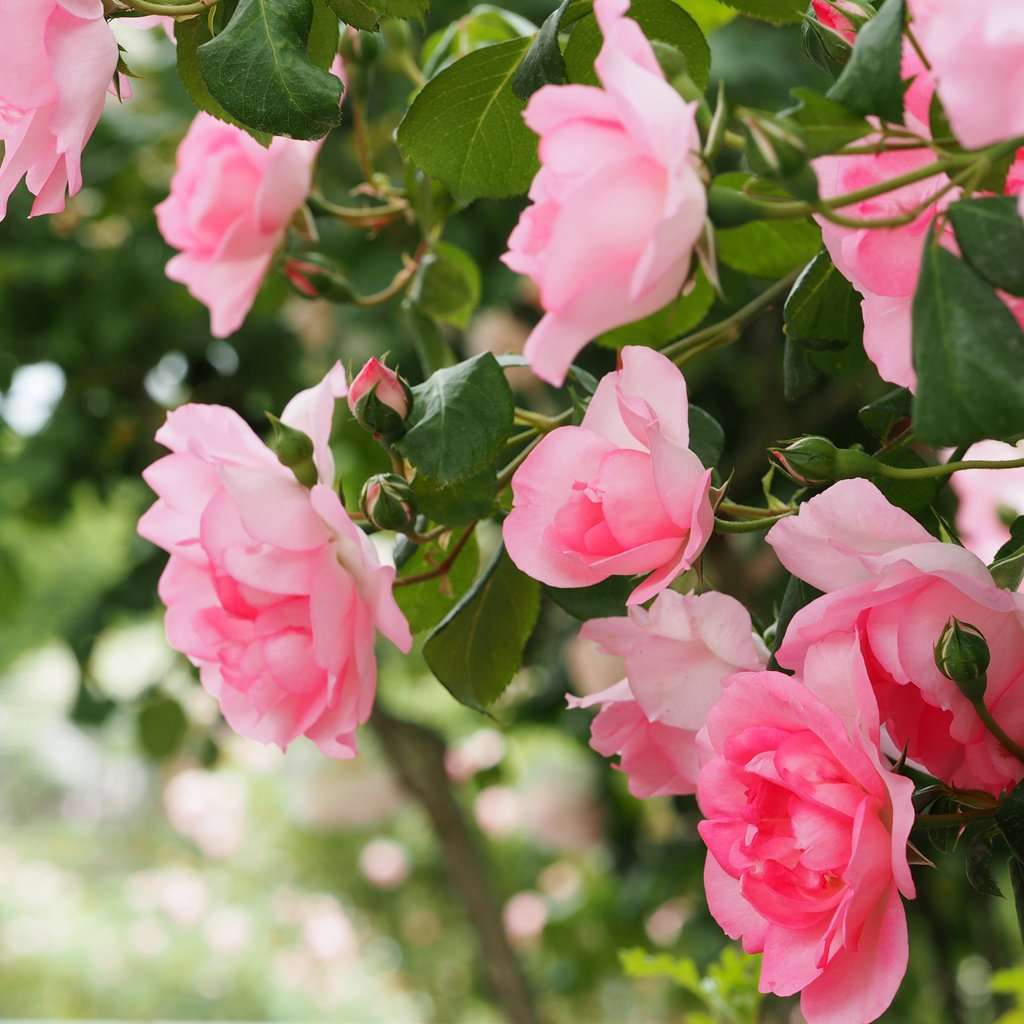 Обои цветы, бутоны, макро, розы, лепестки, боке, розовый куст, flowers, buds, macro, roses, petals, bokeh, rose bush разрешение 4381x3286 Загрузить