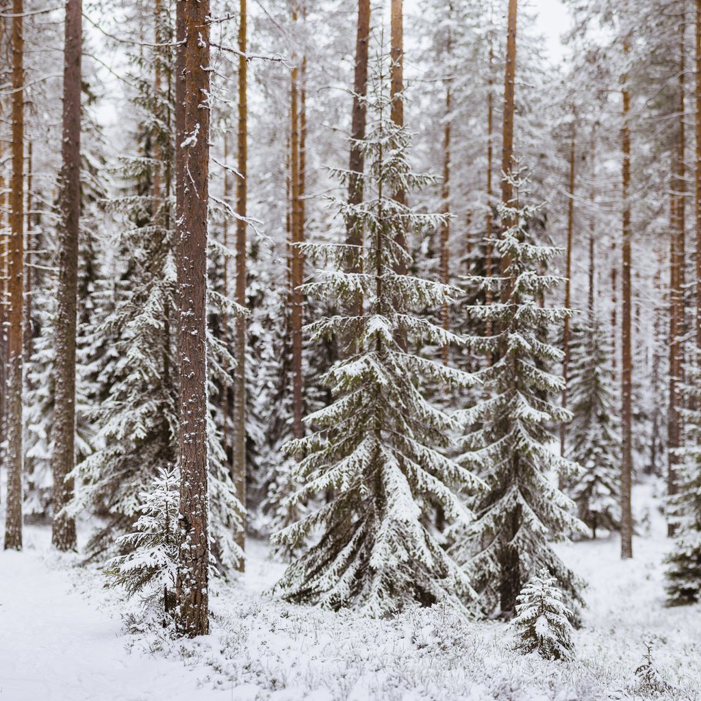 Обои деревья, снег, лес, зима, стволы, тропинка, хвойный лес, trees, snow, forest, winter, trunks, path, coniferous forest разрешение 2048x1152 Загрузить