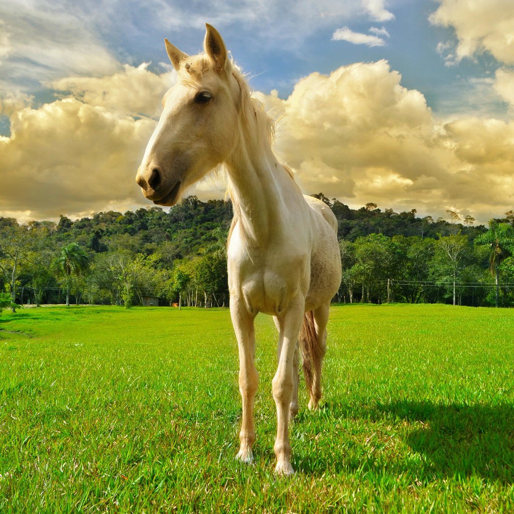 Обои небо, лошадь, облака, поле, the sky, horse, clouds, field разрешение 2048x1360 Загрузить