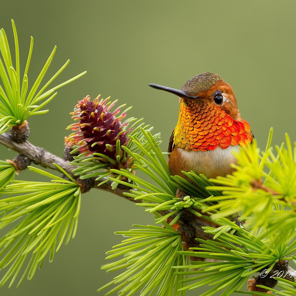 Обои ветка, птица, колибри, branch, bird, hummingbird разрешение 2048x1367 Загрузить