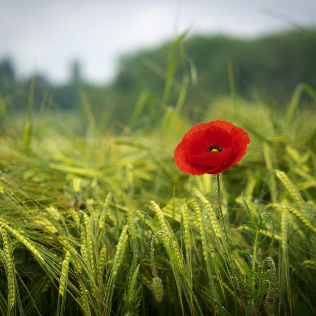 Обои трава, зелень, поле, красный, мак, весна, краcный, poppy, весенние, грин, green, grass, greens, field, red, mac, spring разрешение 2880x2160 Загрузить