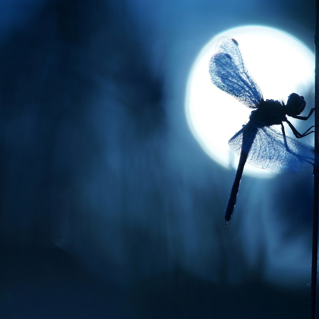 Обои ночь, боке, макро, стебелёк, насекомое, крылья, блики, размытость, стрекоза, силуэт, night, bokeh, macro, stem, insect, wings, glare, blur, dragonfly, silhouette разрешение 2880x1620 Загрузить