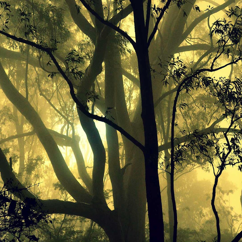 Обои деревья, лес, туман, индия, карнатака, trees, forest, fog, india, karnataka разрешение 1920x1080 Загрузить