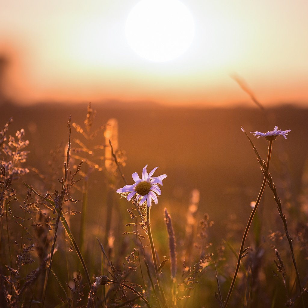 Обои свет, цветы, ромашка, light, flowers, daisy разрешение 1920x1080 Загрузить