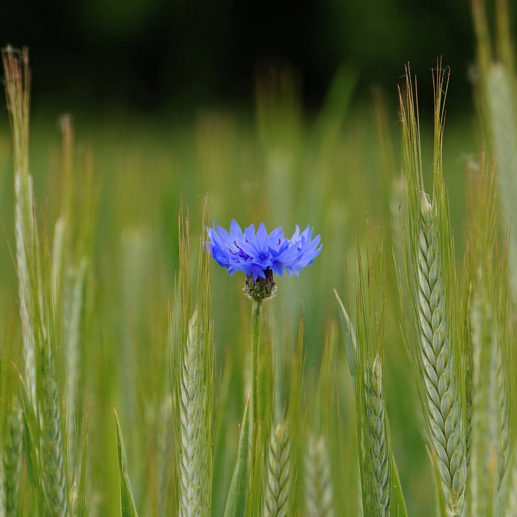 Обои синий, цветок, поле, колосья, пшеница, василек, blue, flower, field, ears, wheat, cornflower разрешение 2048x1361 Загрузить