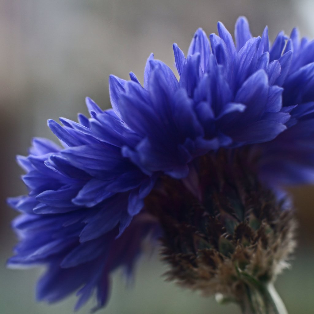 Обои фокус камеры, макро, синий, цветок, василек, крупным планом, the focus of the camera, macro, blue, flower, cornflower, closeup разрешение 2048x1363 Загрузить