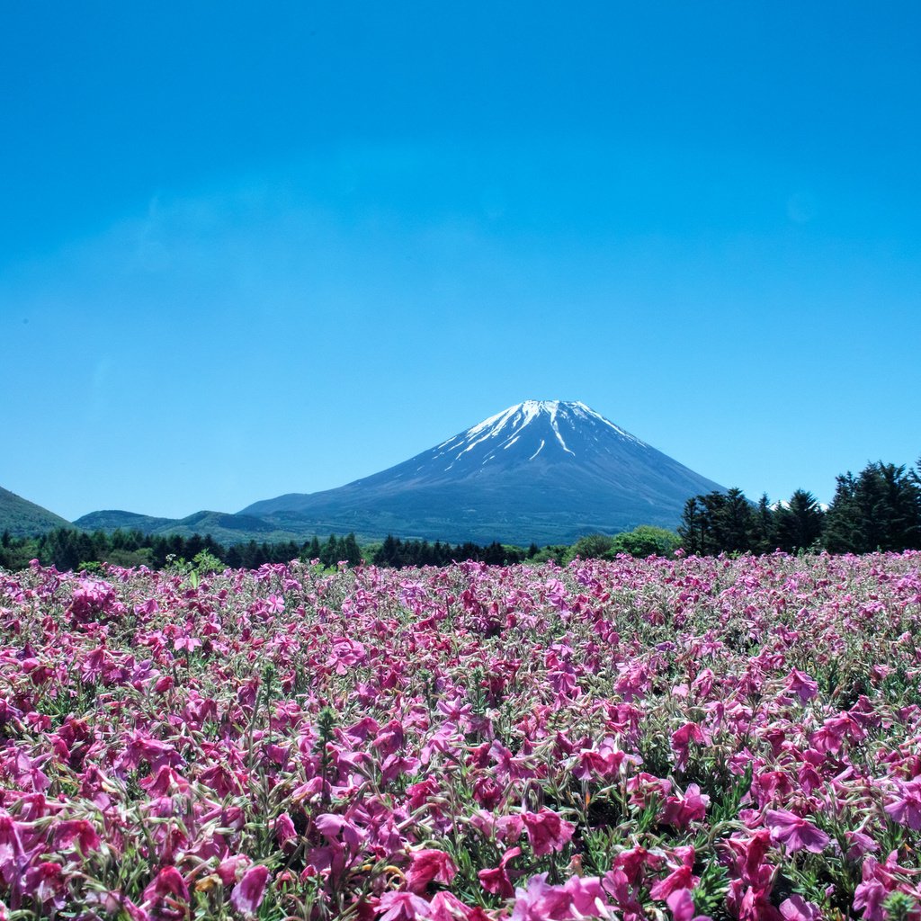 Обои цветы, пейзаж, гора, япония, вулкан, фуджи, flowers, landscape, mountain, japan, the volcano, fuji разрешение 2048x1365 Загрузить