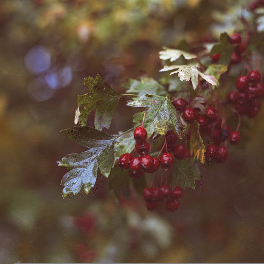 Обои ветка, листья, красные, ягоды, branch, leaves, red, berries разрешение 2048x1365 Загрузить