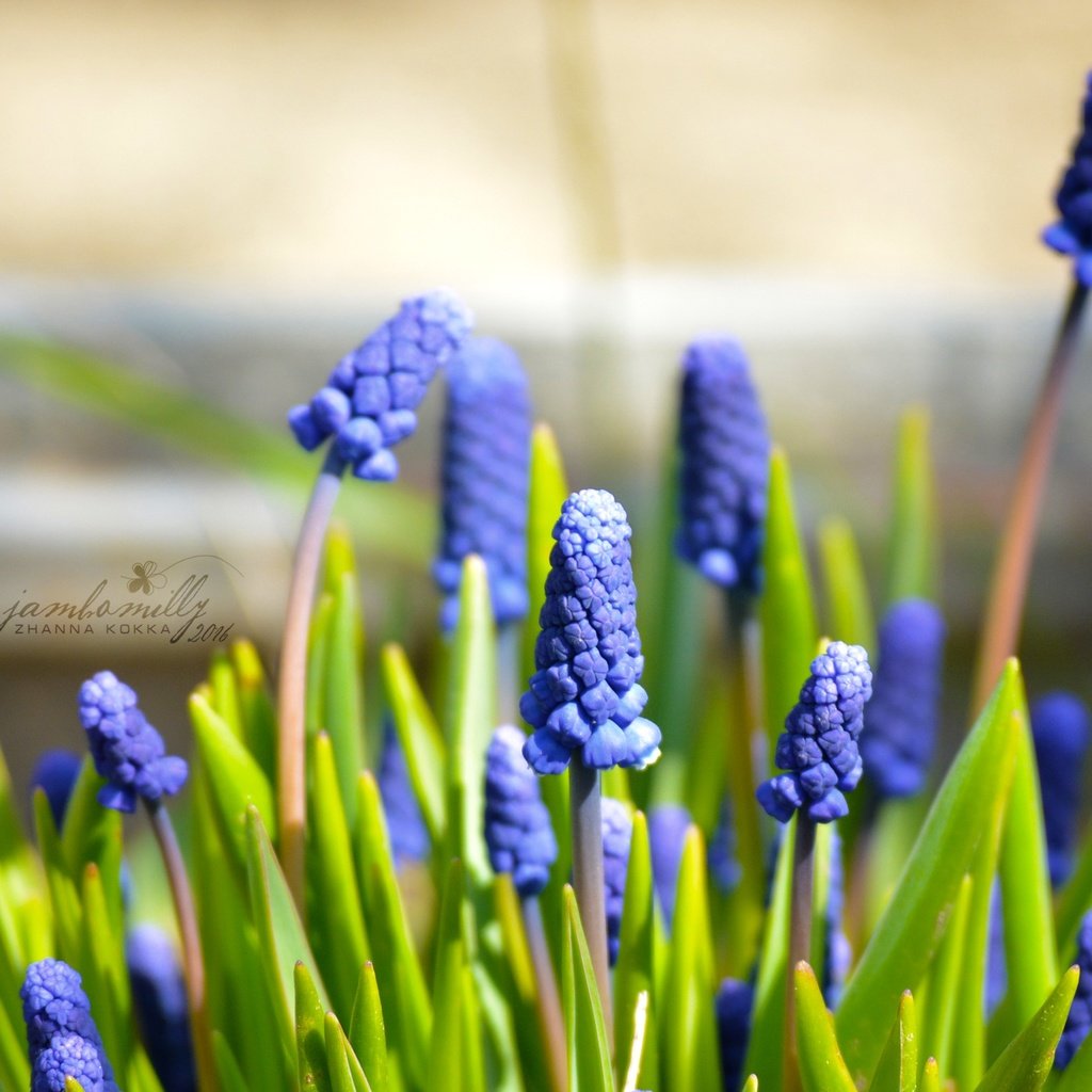 Обои цветы, макро, весна, синие, май, мускари, мышиный гиацинт, flowers, macro, spring, blue, may, muscari, hyacinth mouse разрешение 2992x2000 Загрузить