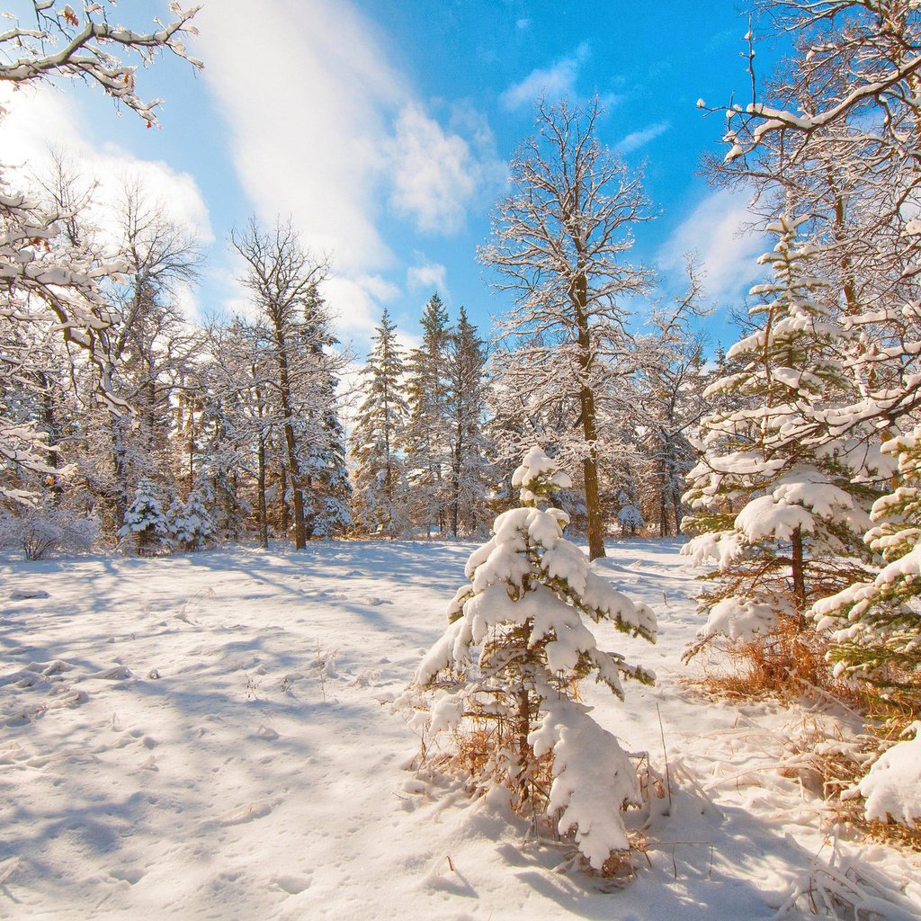 Обои деревья, снег, лес, зима, trees, snow, forest, winter разрешение 2048x1360 Загрузить