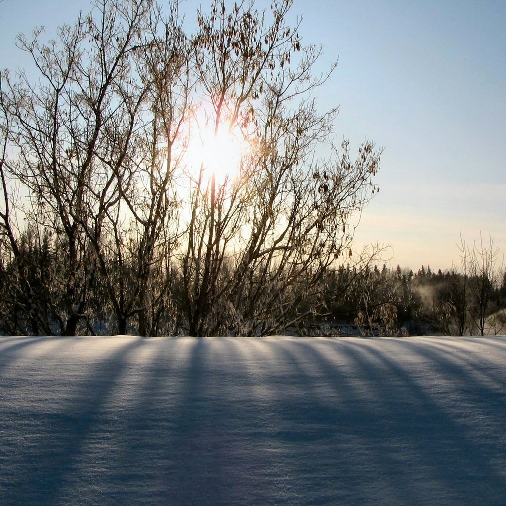 Обои солнце, снег, природа, зима, утро, кусты, the sun, snow, nature, winter, morning, the bushes разрешение 1920x1080 Загрузить