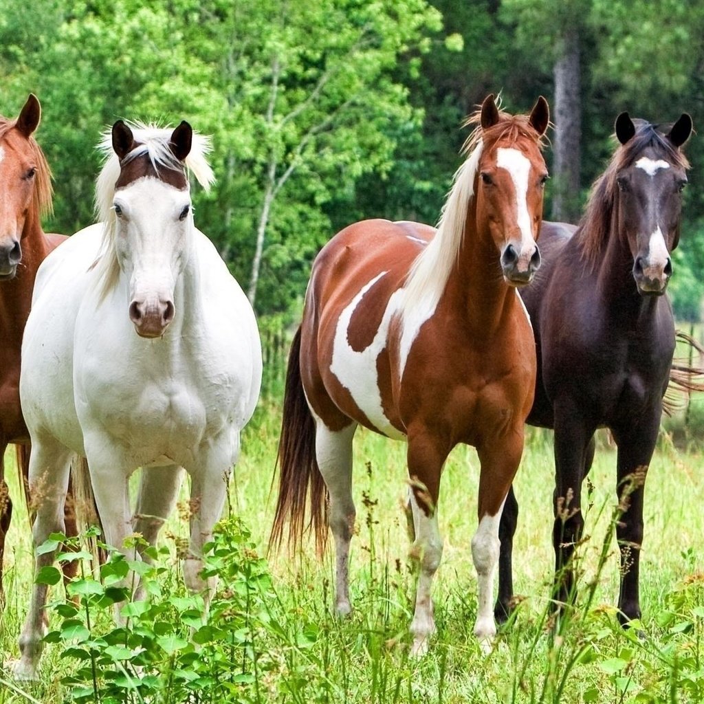 Обои лошадь, трава, лошади, кони, horse, grass, horses разрешение 1920x1200 Загрузить