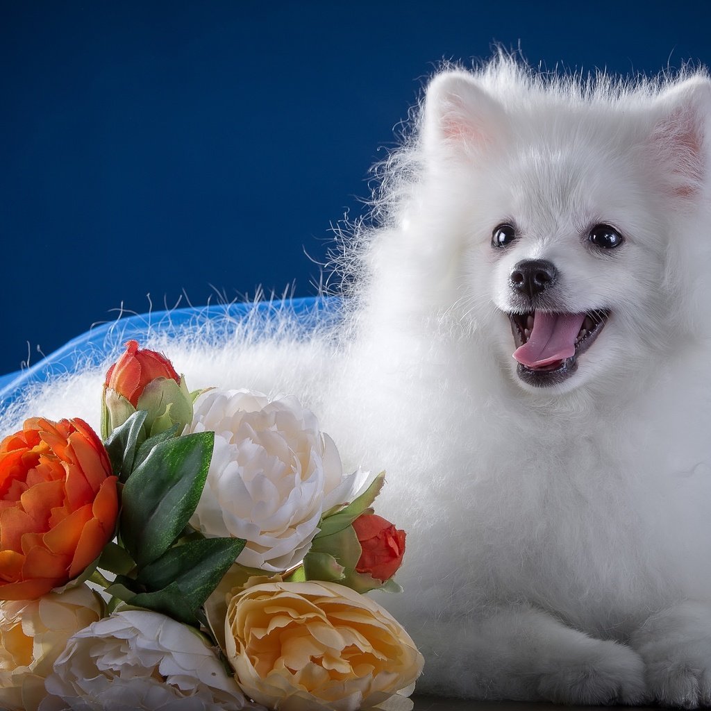 Обои цветы, белый, язык, милый, шпиц, flowers, white, language, cute, spitz разрешение 3000x2091 Загрузить