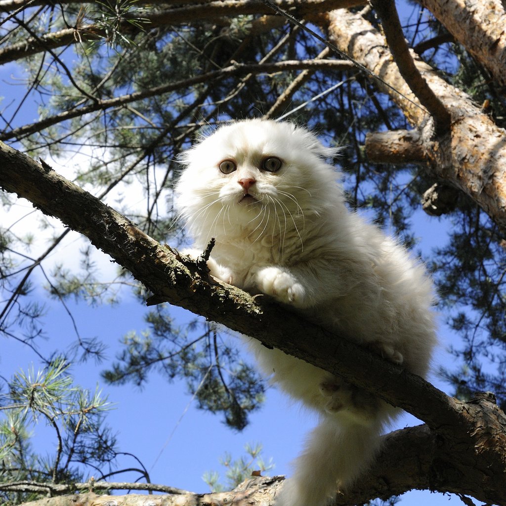 Обои дерево, кошка, белая, на дереве, скоттиш-фолд, шотландская вислоухая кошка, tree, cat, white, on the tree, scottish fold, scottish fold cat разрешение 2560x1714 Загрузить
