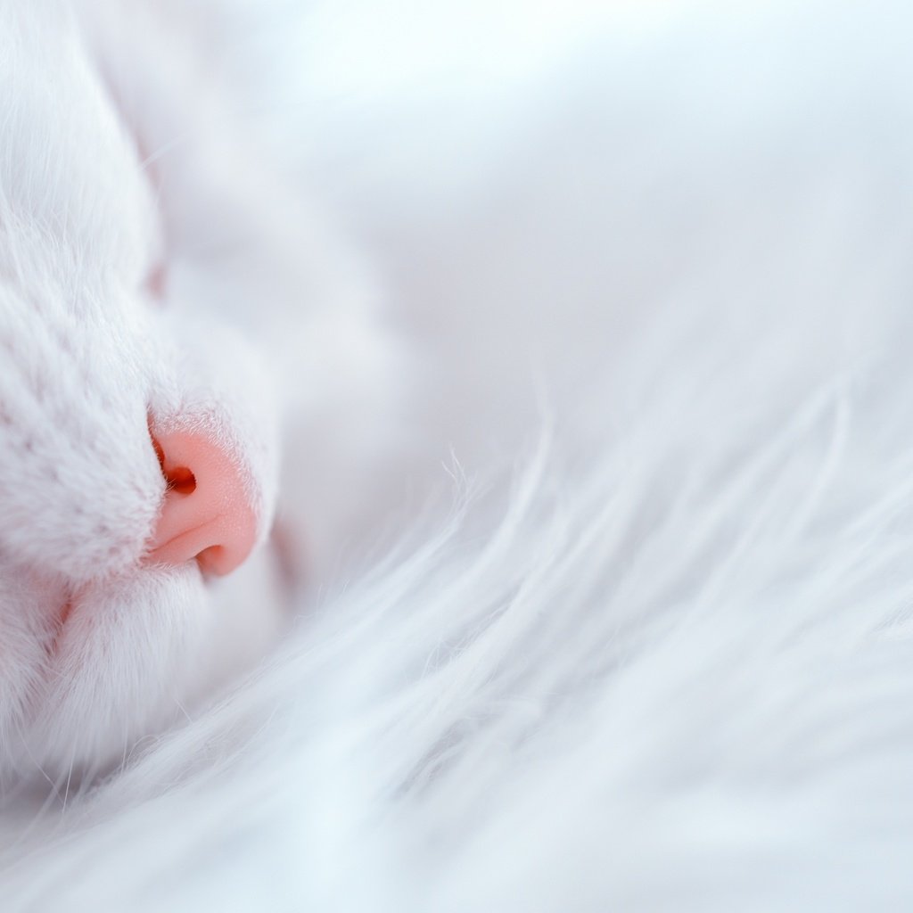 Обои кот, кошка, белый, дом, уют, cat, white, house, comfort разрешение 2880x1923 Загрузить