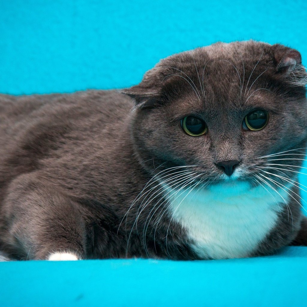 Обои кот, кошка, серый, голубой фон, шотландский вислоухий, cat, grey, blue background, scottish fold разрешение 2880x1620 Загрузить