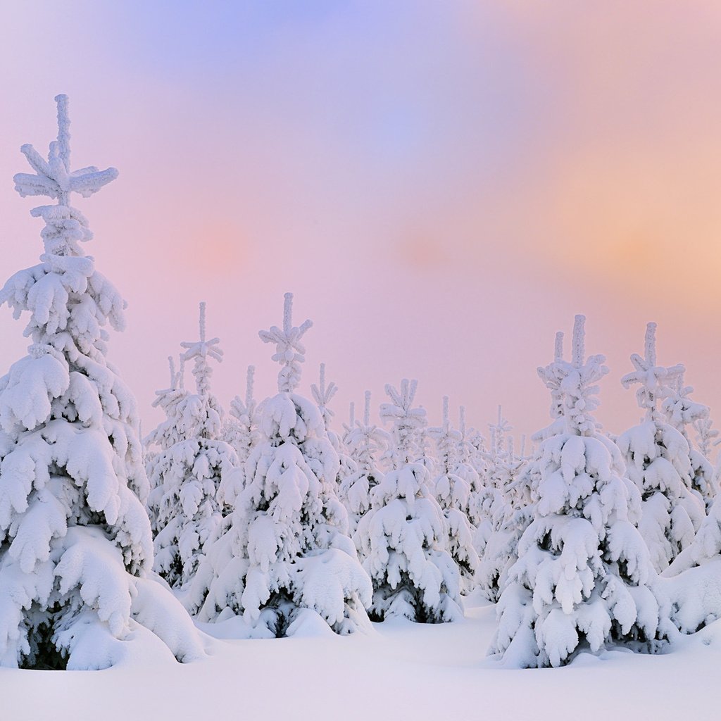 Обои снег, зима, северное сияние, сосны, сугробы, snow, winter, northern lights, pine, the snow разрешение 1920x1200 Загрузить