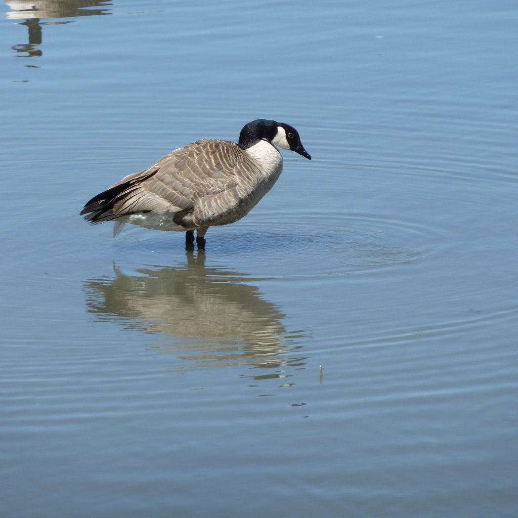 Обои вода, птица, канада, гусь, птаха, canada goose, water, bird, canada, goose разрешение 4000x3000 Загрузить