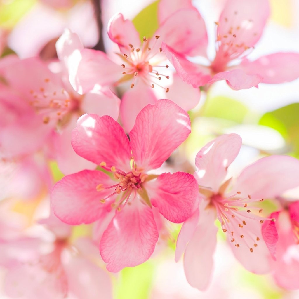 Обои цветение, макро, яблоня, цветки, flowering, macro, apple, flowers разрешение 2048x1254 Загрузить