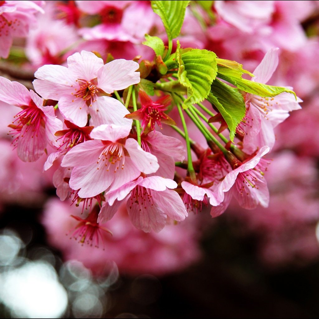 Обои цветение, макро, весна, сакура, blossom, весенние, flowering trees, flowering, macro, spring, sakura разрешение 2880x1828 Загрузить