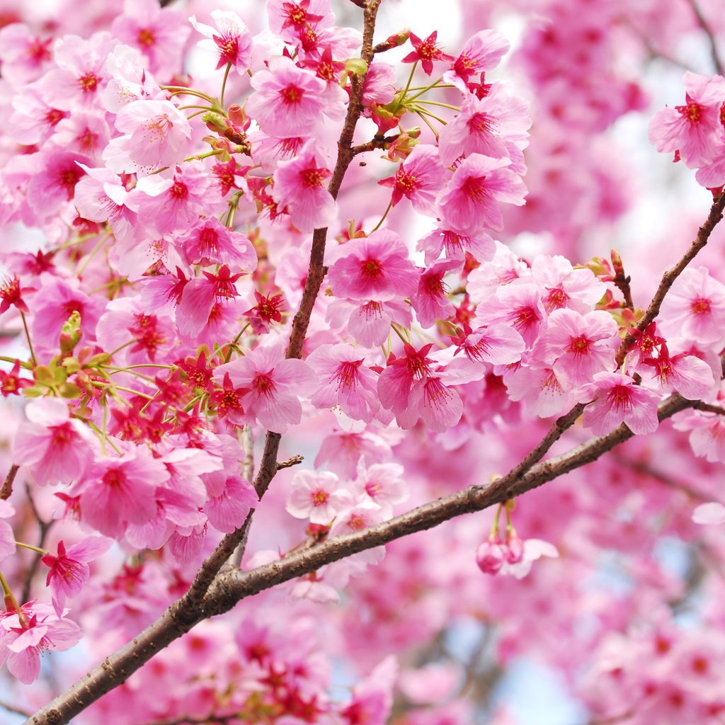 Обои цветение, ветки, весна, сакура, blossom, весенние, flowering trees, flowering, branches, spring, sakura разрешение 3700x2477 Загрузить