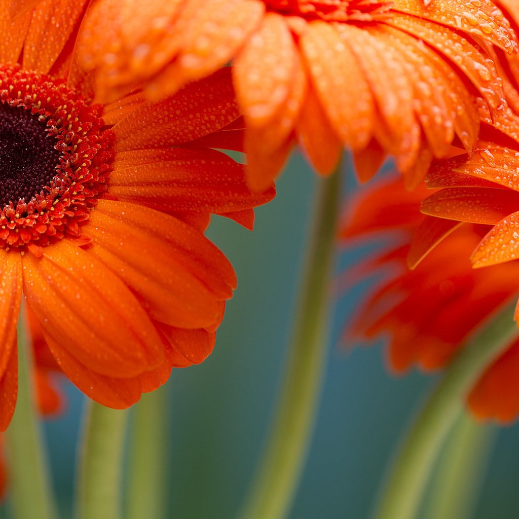 Обои цветы, макро, гербера, flowers, macro, gerbera разрешение 2048x1365 Загрузить