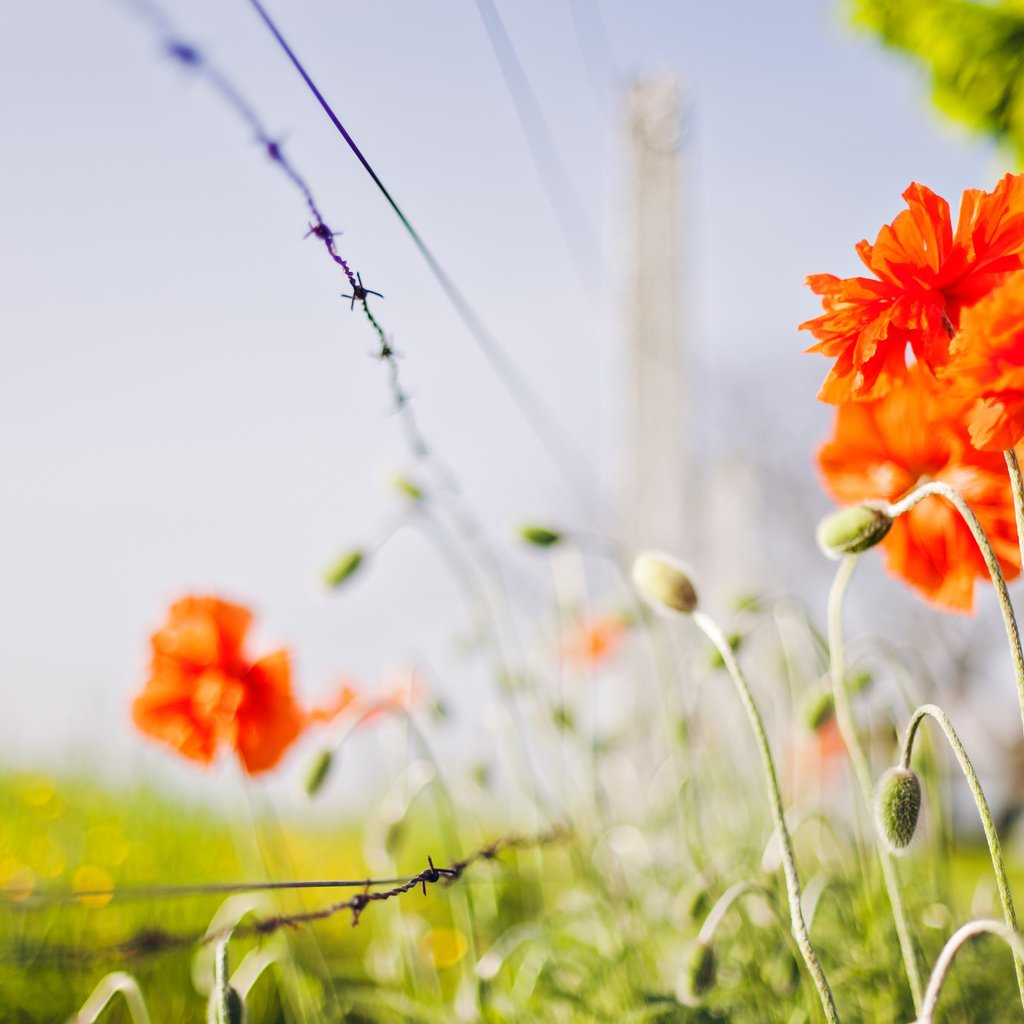 Обои цветы, природа, маки, flowers, nature, maki разрешение 2048x1365 Загрузить