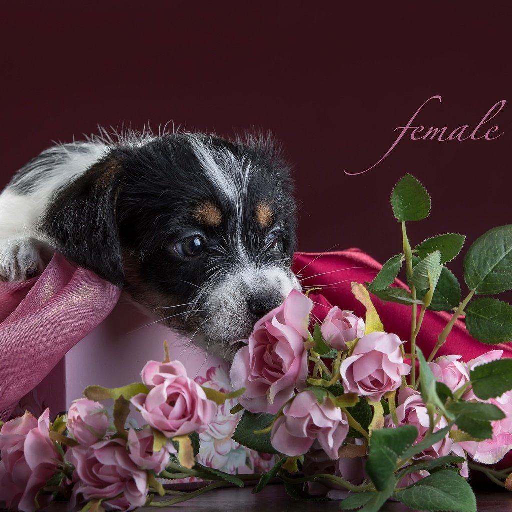 Обои цветы, розы, щенок, ткань, джек-рассел-терьер, flowers, roses, puppy, fabric, jack russell terrier разрешение 3300x2112 Загрузить
