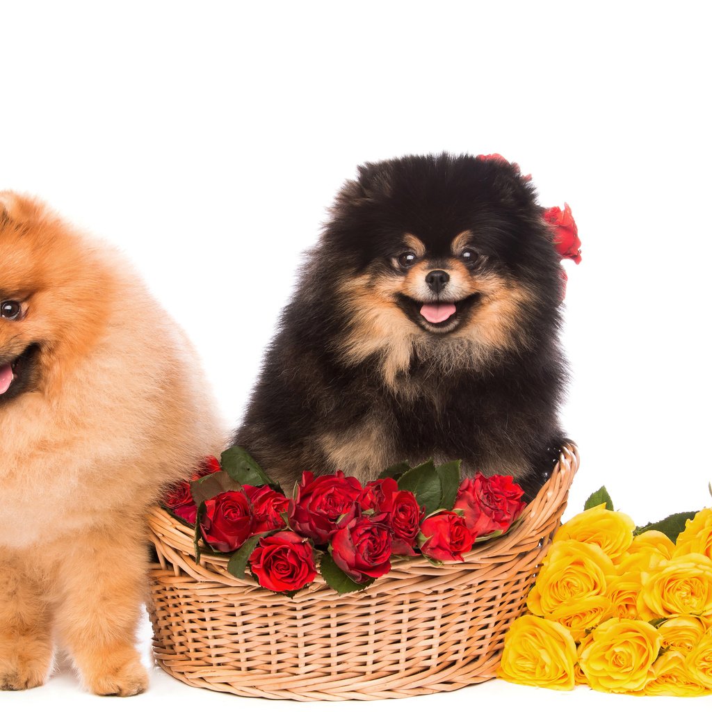 Обои цветы, розы, взгляд, пушистые, корзина, песики, шпиц, flowers, roses, look, fluffy, basket, dogs, spitz разрешение 4500x3000 Загрузить