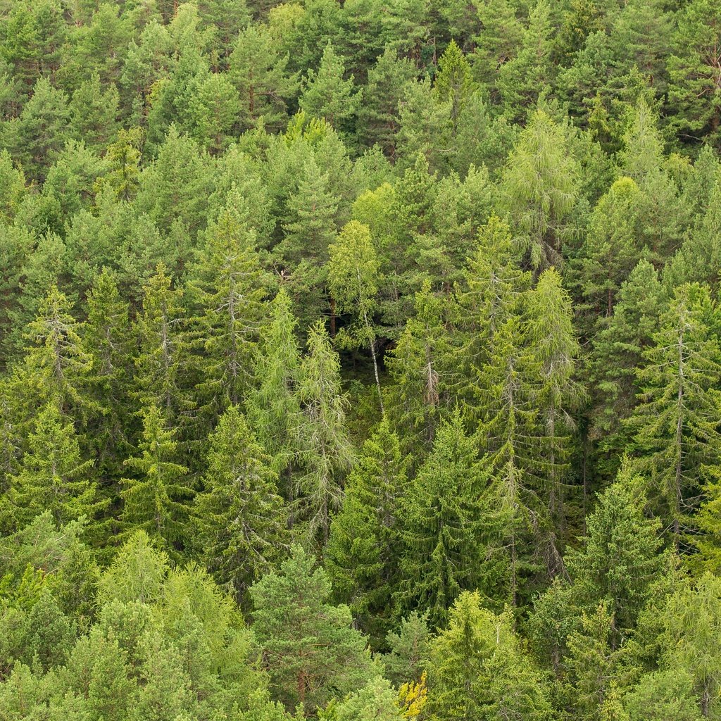 Обои деревья, лес, сосны, много, сосна, хвойный лес, trees, forest, pine, a lot, coniferous forest разрешение 2880x1920 Загрузить