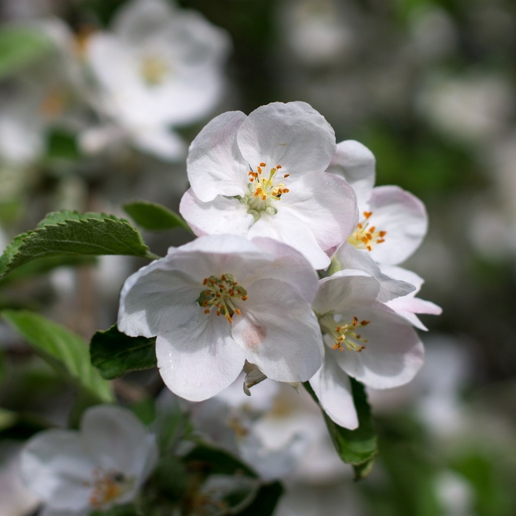 Обои цветение, листья, макро, лепестки, весна, яблоня, боке, flowering, leaves, macro, petals, spring, apple, bokeh разрешение 2400x1600 Загрузить